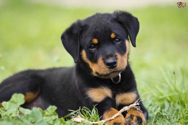 Rottweiler-600x400.jpg