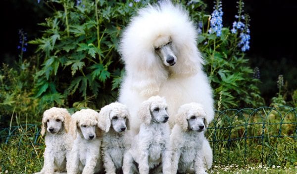 Poodle-600x353.jpg